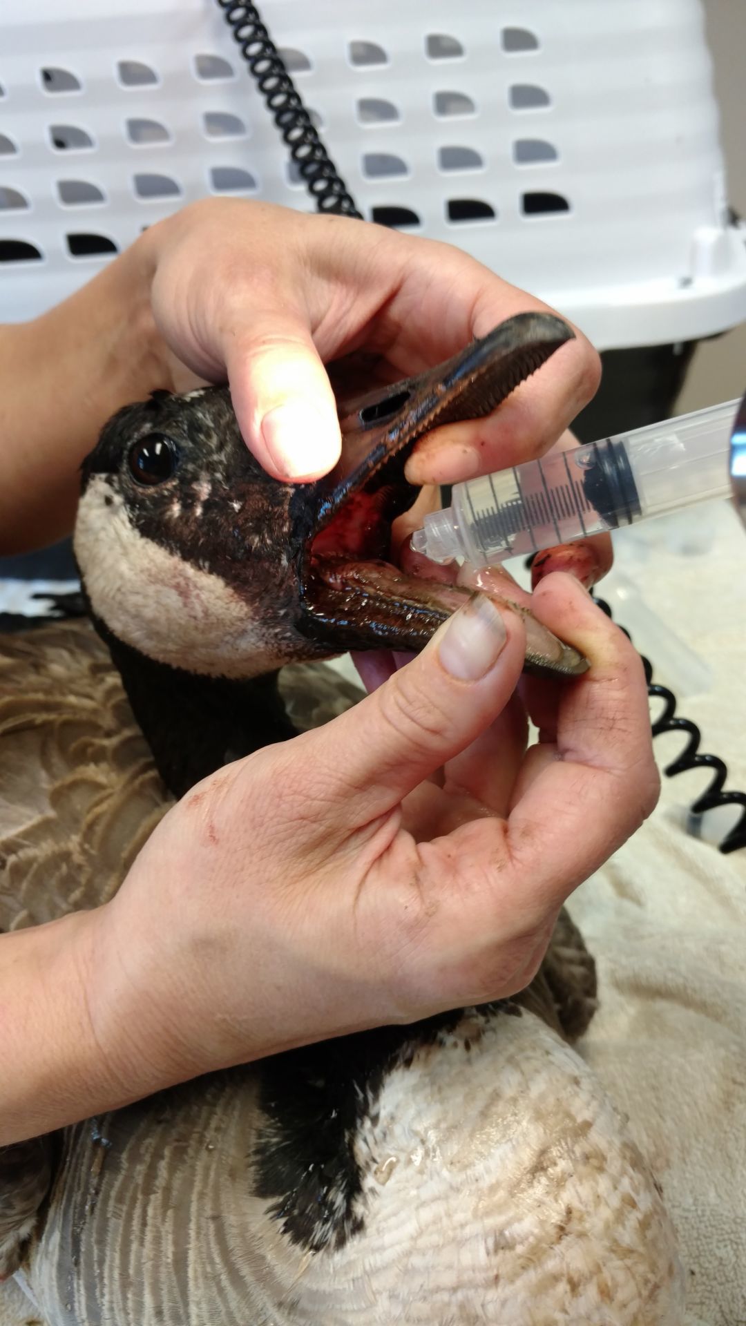 A Canada goose’s mouth after a hook was removed. Nebraska Wildlife Rehab helps more than 7,000 animals a year.